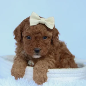 Female F1B Cavapoo- Ally