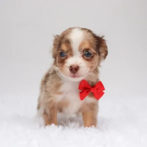 Male Teacup Chihuahua- Alfie