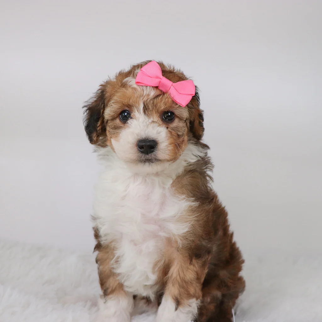 Female Mini Aussiedoodle- Aries - Image 3
