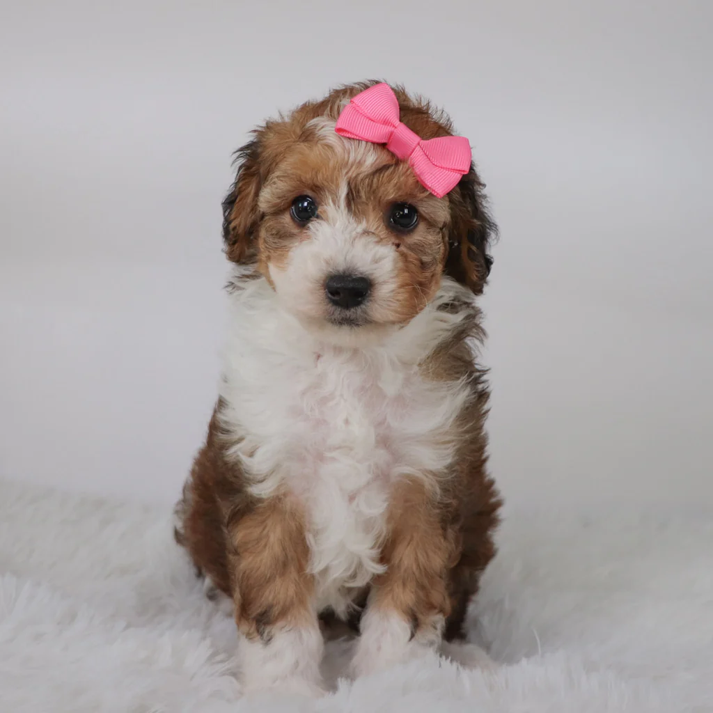 Female Mini Aussiedoodle- Aries - Image 2