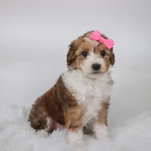 Female Mini Aussiedoodle- Aries