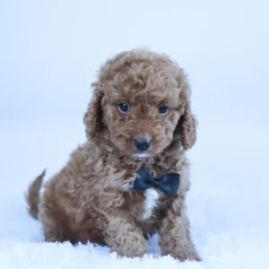 Male F1B Cavapoo- Arnold