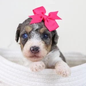 Female F1b Mini Bernedoodle- Gina