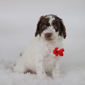 Male Mini Aussiedoodle- Krew