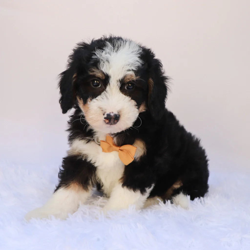 Male F1b Mini Bernedoodle- Leonard