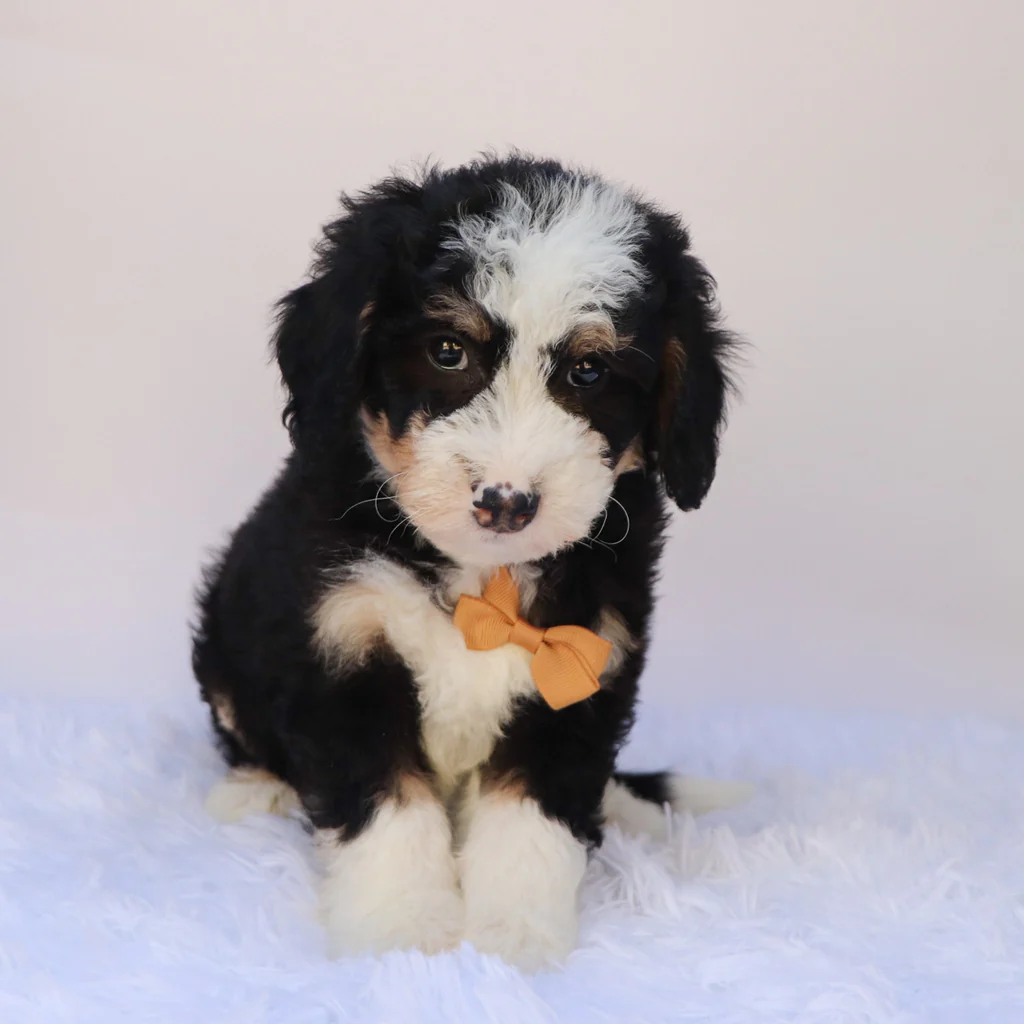 Male F1b Mini Bernedoodle- Leonard - Image 2