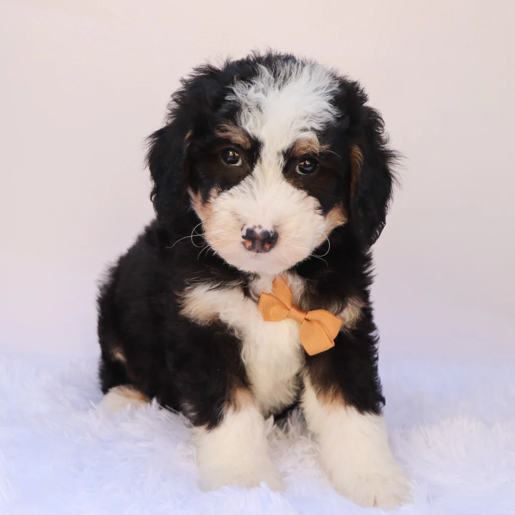 Male F1b Mini Bernedoodle- Leonard - Image 3