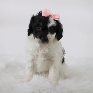 Female Mini Aussiedoodle- Libra