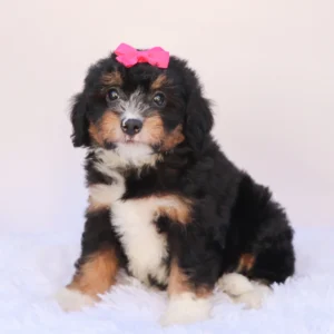 Female F1b Mini Bernedoodle- Pimpa