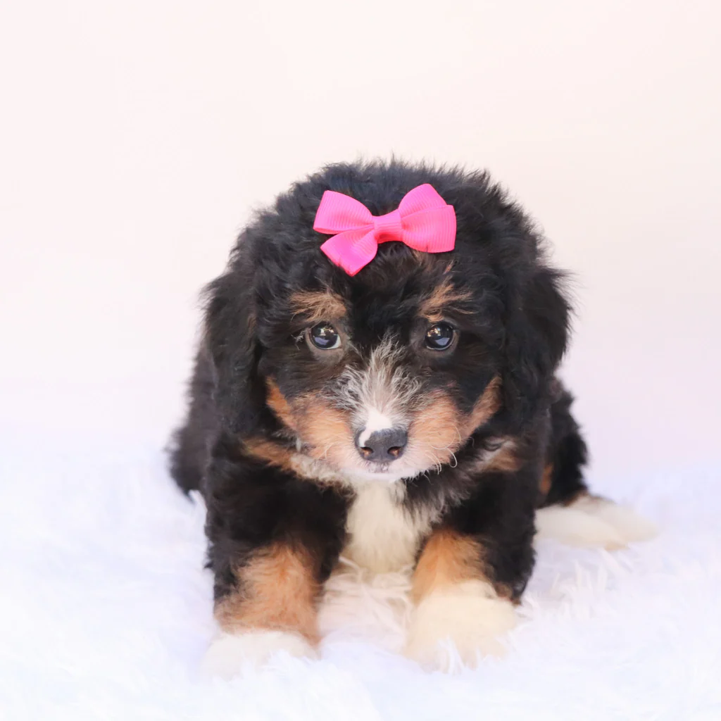 Female F1b Mini Bernedoodle- Pimpa - Image 2