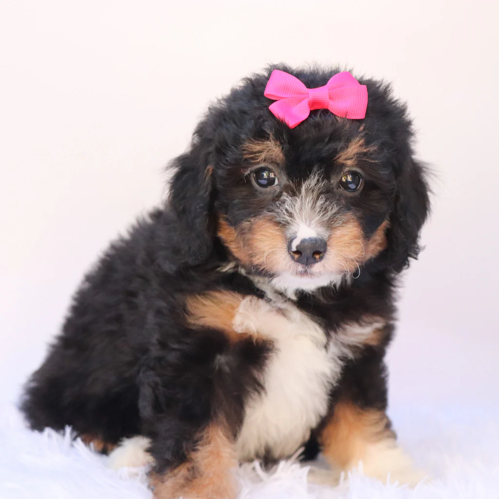 Female F1b Mini Bernedoodle- Pimpa - Image 3