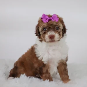 Female Mini Aussiedoodle- Queen