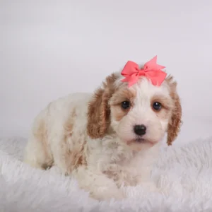 Female Cavapoo- Susan
