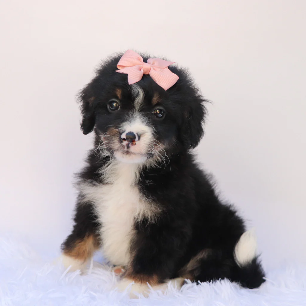 Female F1b Mini Bernedoodle- Thea - Image 3