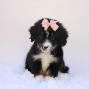 Female F1b Mini Bernedoodle- Thea