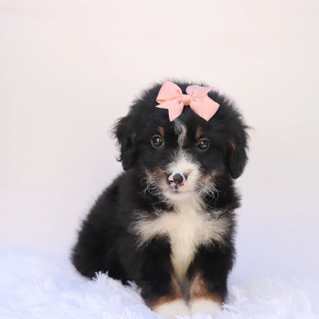 Female F1b Mini Bernedoodle- Thea - Image 2
