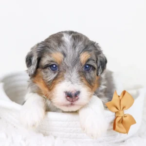 Male F1b Mini Bernedoodle- Thomas