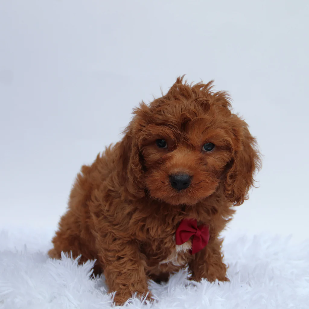 Male F1b Cavapoo- Jackson - Image 3