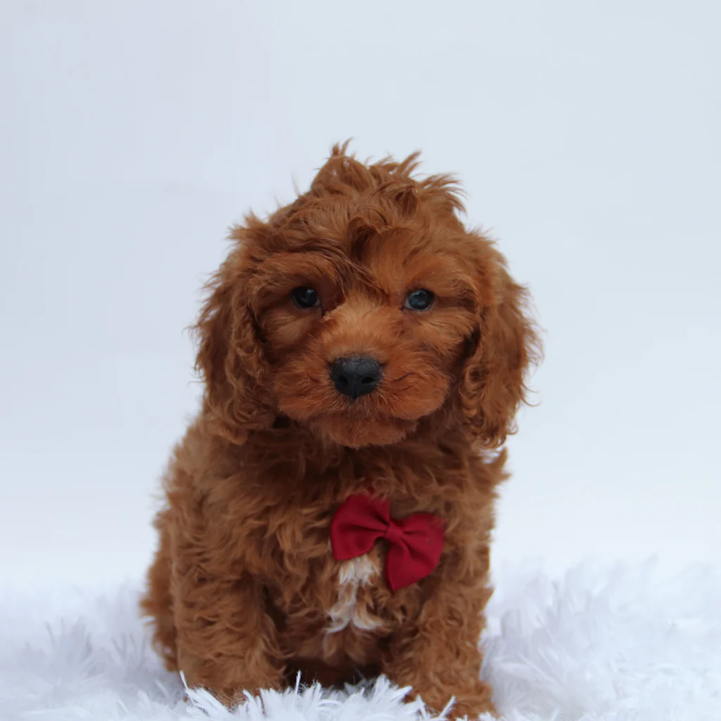 Male F1b Cavapoo- Jackson