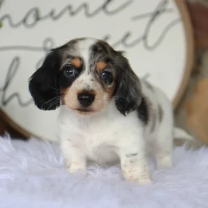 Male Dachshund- Harlan