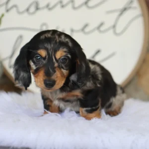 Female Dachshund- Blueberry