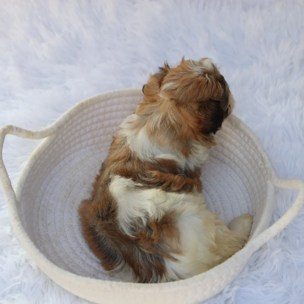 Male Teacup Havanese: Frankie - Image 4