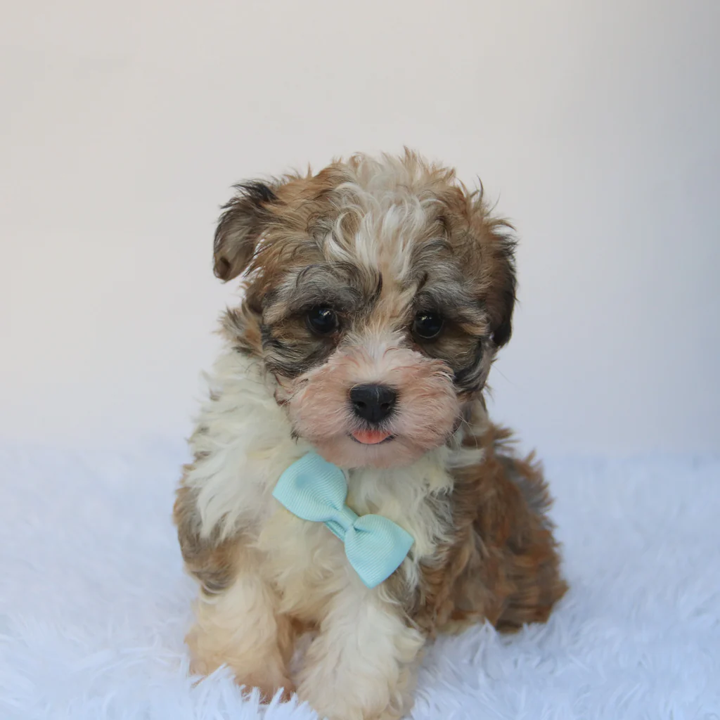 Male Teacup Havanese: Frankie - Image 2