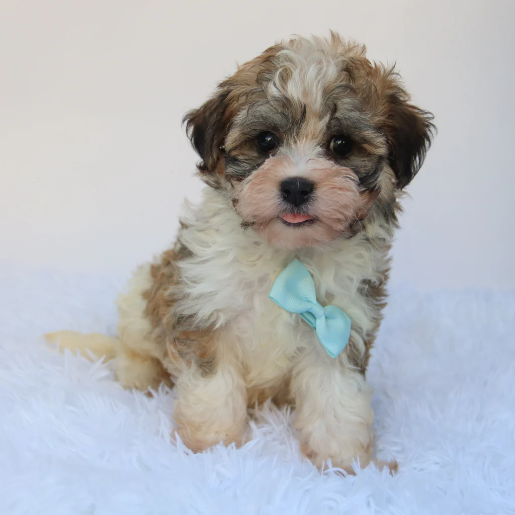 Male Teacup Havanese: Frankie
