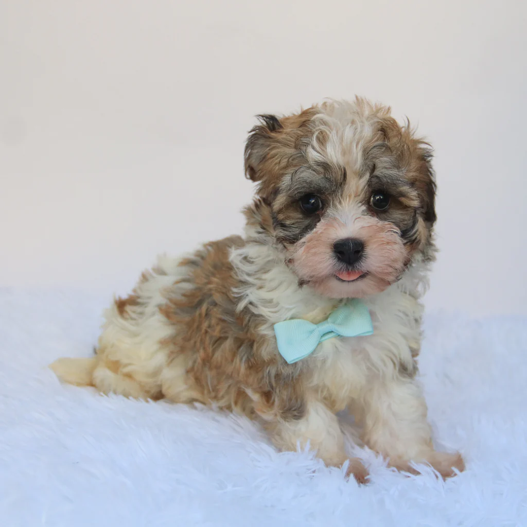 Male Teacup Havanese: Frankie - Image 3