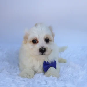 Male Teacup-Toy Maltipoo- Tank