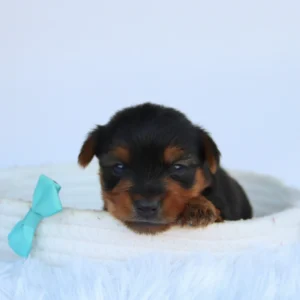 Male Teacup-Toy Yorkie- Eagle