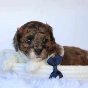 Male Teacup-Toy Poodle- Buckeye