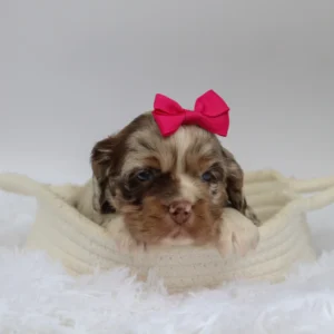 Female Mini Cocker Spaniel- Joyce