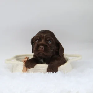 Male Mini Cocker Spaniel- Carson