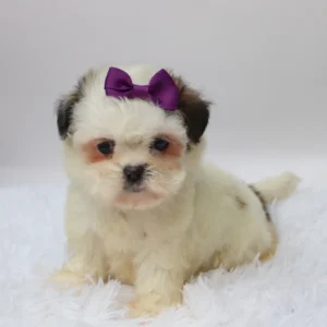 Female Imperial Shih Tzu- Willow
