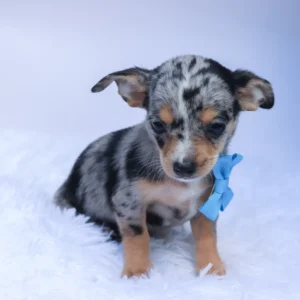 Male Teacup Chihuahua- Ace