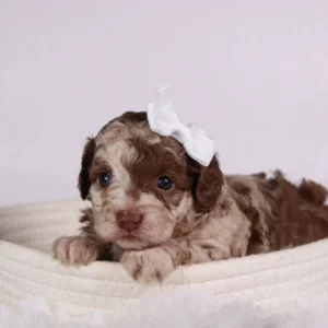 Female Teacup-Toy Poodle- Addison