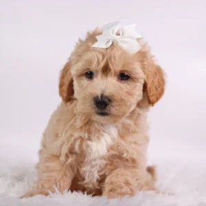 Female Teacup-Toy Maltipoo
