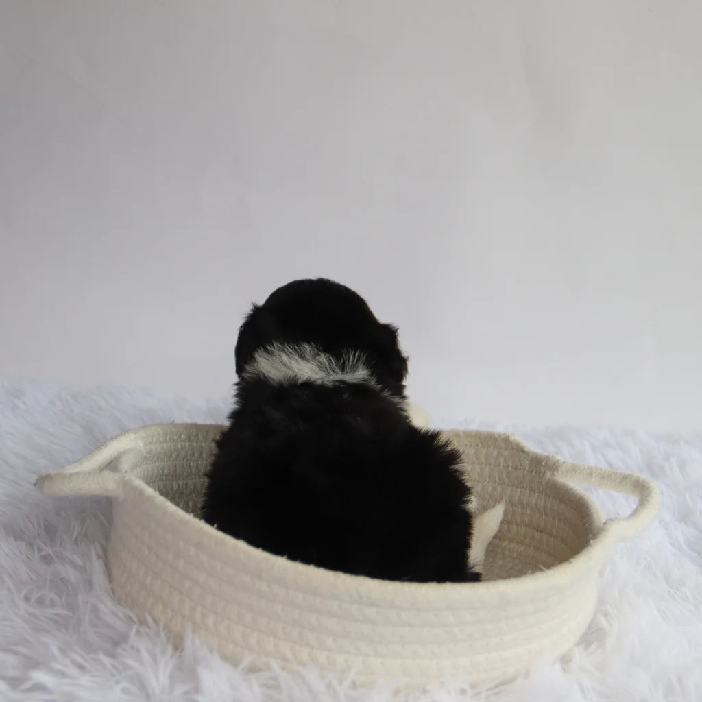 Male F1b Mini Bernedoodle- Arkin - Image 4