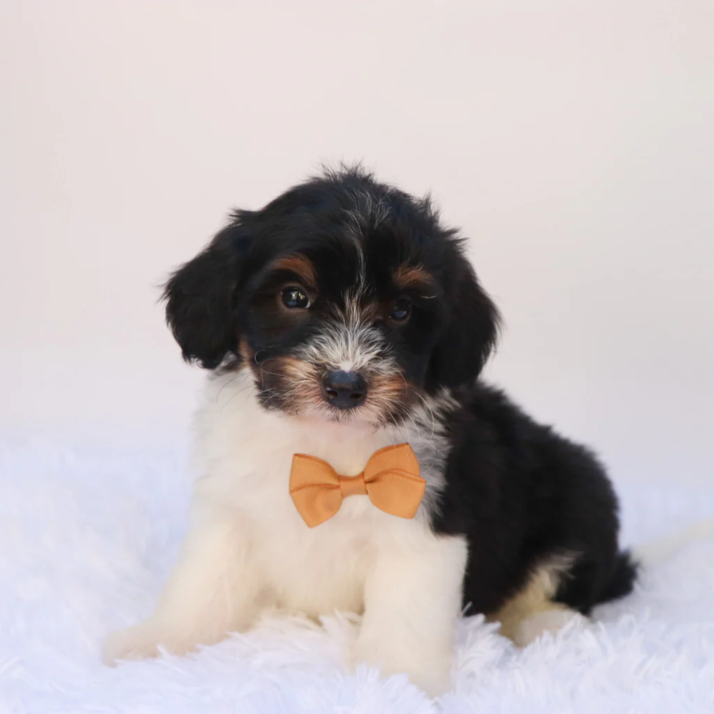 Male F1b Mini Bernedoodle- Arkin