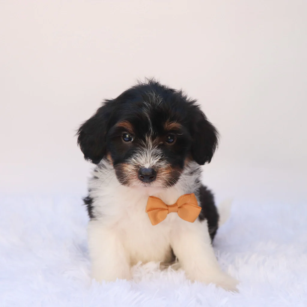 Male F1b Mini Bernedoodle- Arkin - Image 3