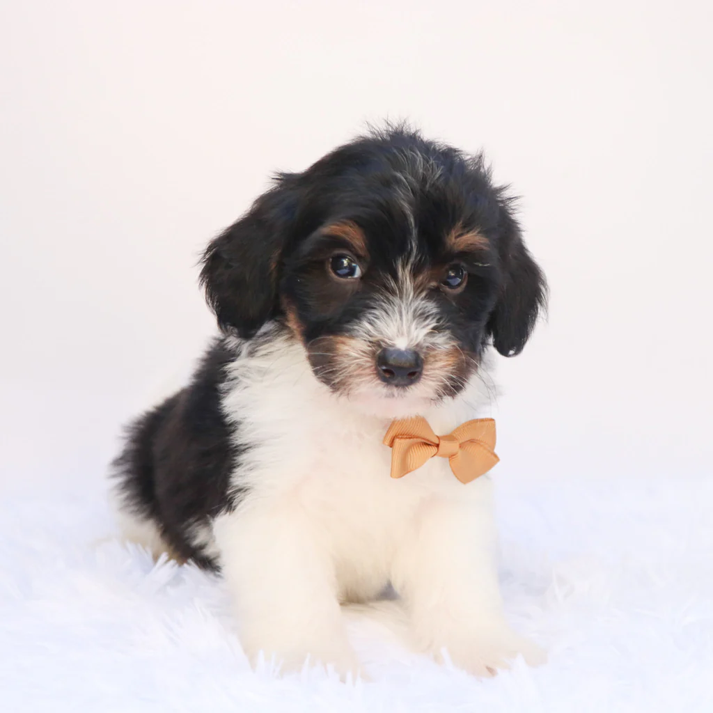 Male F1b Mini Bernedoodle- Arkin - Image 2
