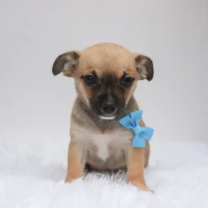 Male Teacup Chihuahua- Baxter
