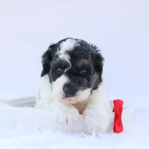 Male Miniature Poodle- Benji