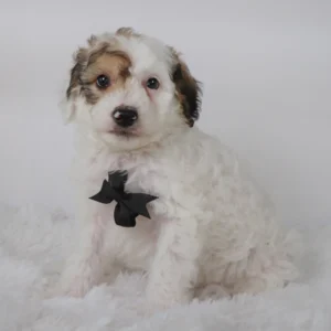 Male Mini Aussiedoodle- Boaz