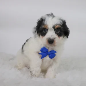 Male Mini Aussiedoodle- Chex
