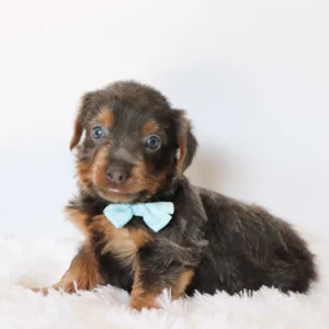 Male Teacup-Toy Yorkie- Clayton
