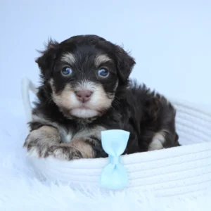 Male Teacup Havanese- Conner