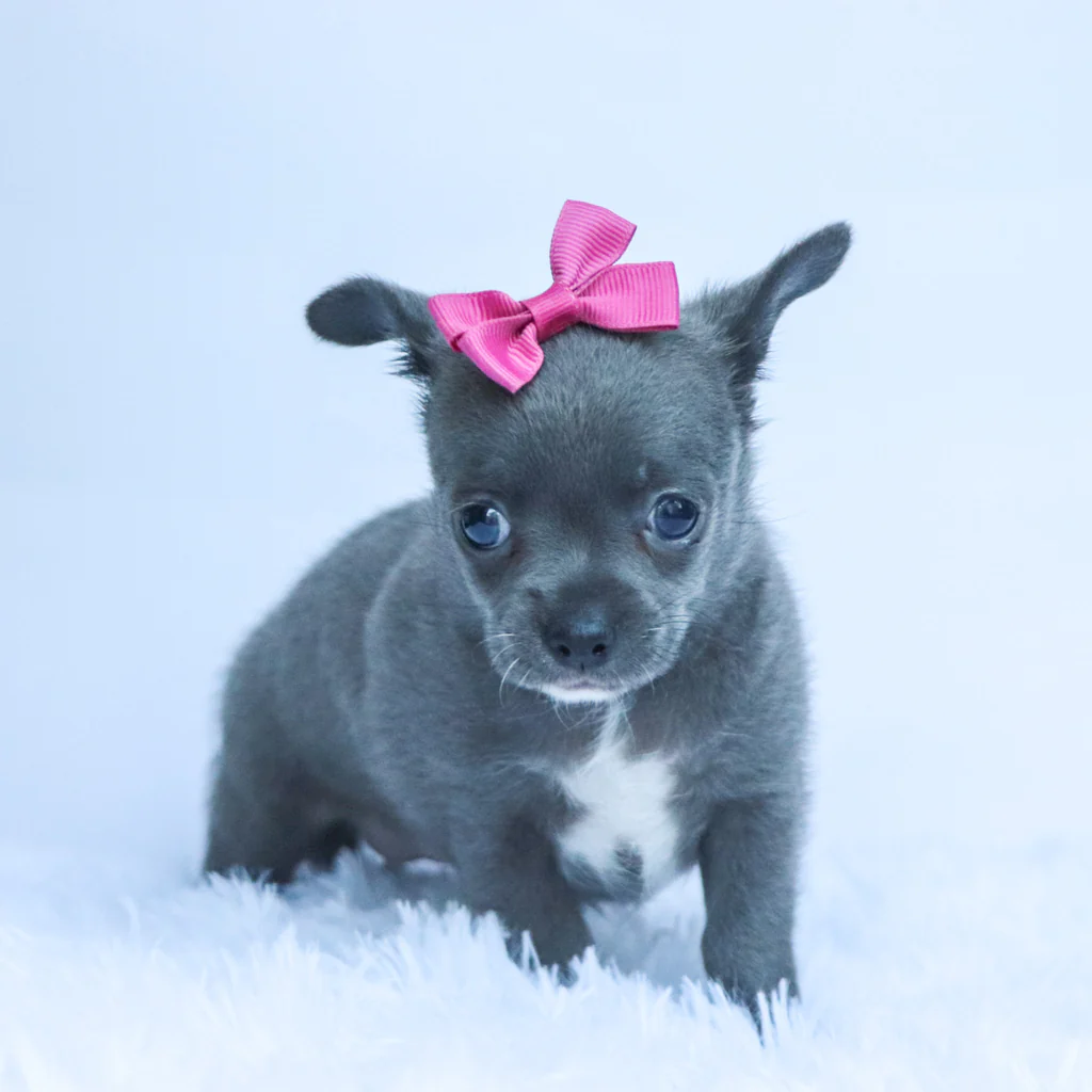 Female Micro Teacup Chihuahua- Dory - Image 2