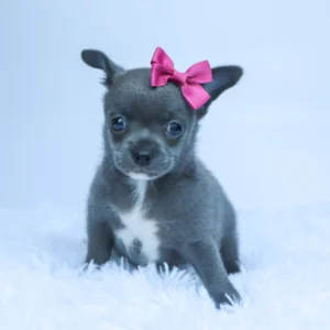 Female Micro Teacup Chihuahua- Dory